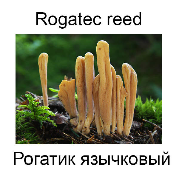 Виды грибов на английсуом